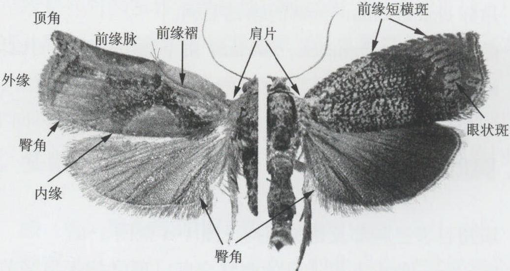 胸部及翅脈